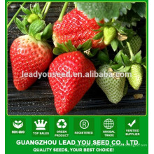 NSB01 Wotian strawberry seeds for ssale,strawberry plants